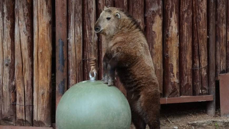 Загадочный Аю: в зоопарке Москвы родился сычуаньский такин
