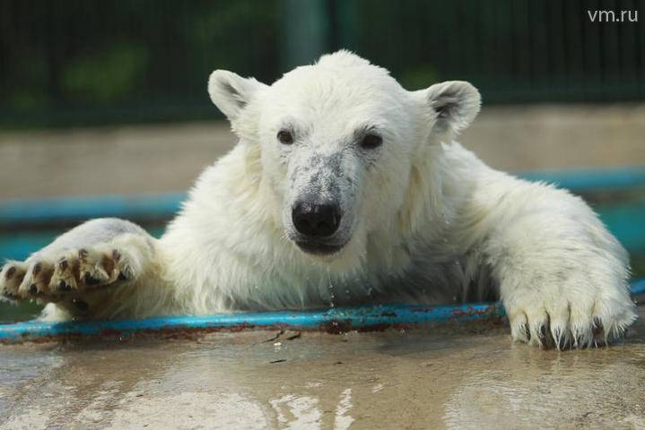 Белым медведям Московского зоопарка раздали «мороженое»