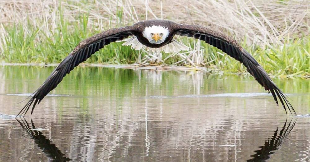 Потрясающая фотография орла взорвала интернет