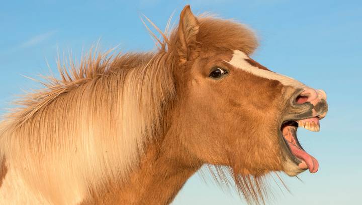 "Скачет, как конь": чехи массово скупают лошадиные кормовые добавки для самолечения