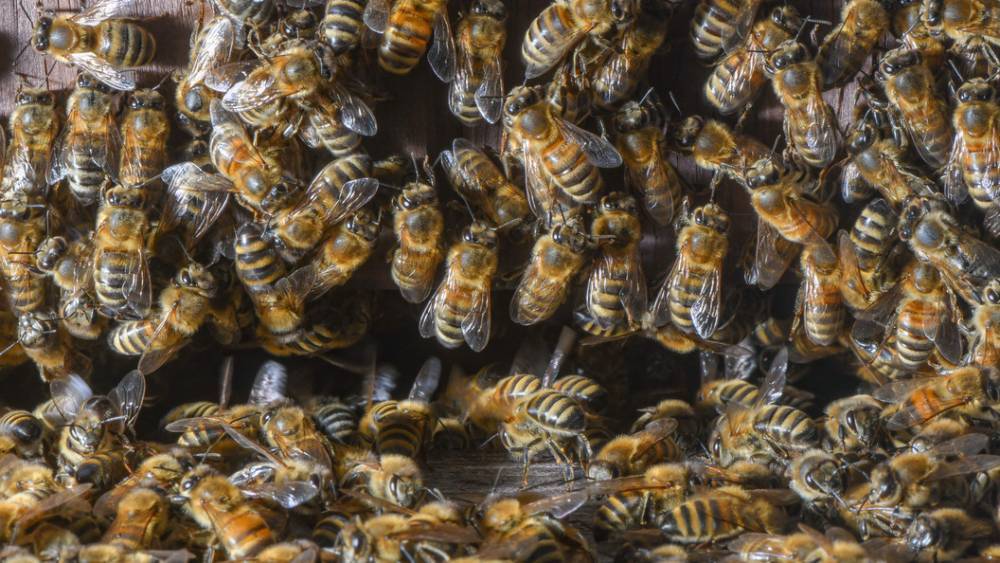 Пчелы захватили мост: Рой агрессивных насекомых терроризирует границу между Россией и Эстонией