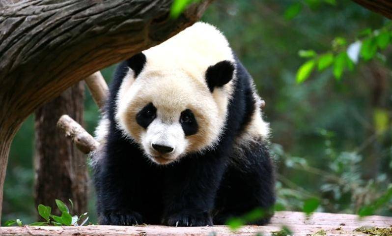 Лидер Китая откроет павильон панд в Московском зоопарке