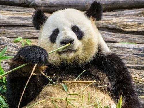 Председатель КНР откроет павильон панд в Московском зоопарке