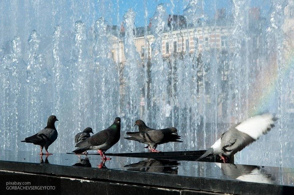 Роспотребнадзор назвал риски купания в городских фонтанах