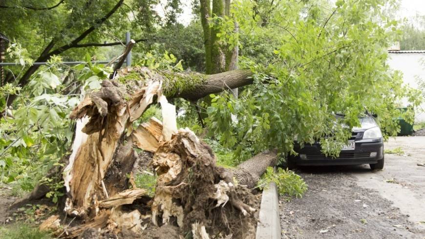 Шквалистый ветер повалил деревья в пяти районах Ленобласти
