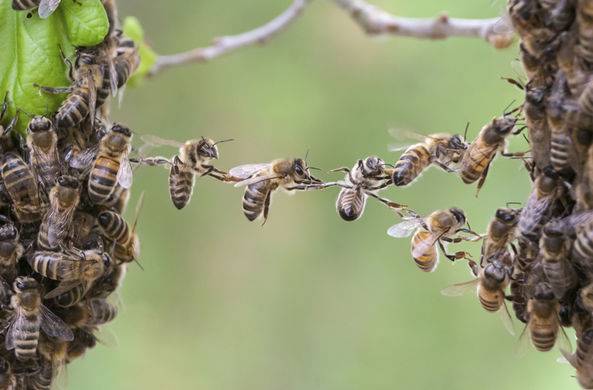 Пчелы заблокировали границу России и Эстонии / Моя Планета