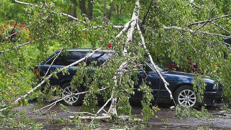 Упавшие деревья повредили девять автомобилей в Москве