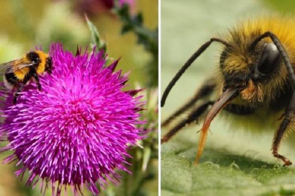 Пчелы изо всех сил пытаются выжить в экстремальных погодных условиях, вызванных изменением климата