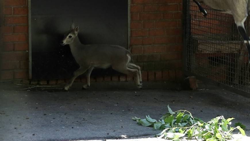 Посетителям Московского зоопарка показали детенышей винторогих козлов