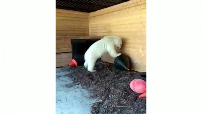 В Ленинградском зоопарке построили новый вольер для белой медведицы Хаарчааны