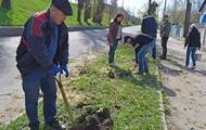 Горсовет Харькова закупил деревья по 300 тысяч за штуку - СМИ