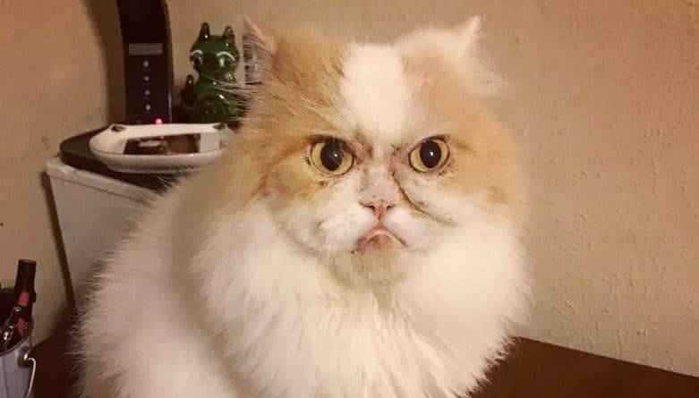 Король родился! Интернет нашел еще одного Grumpy Cat