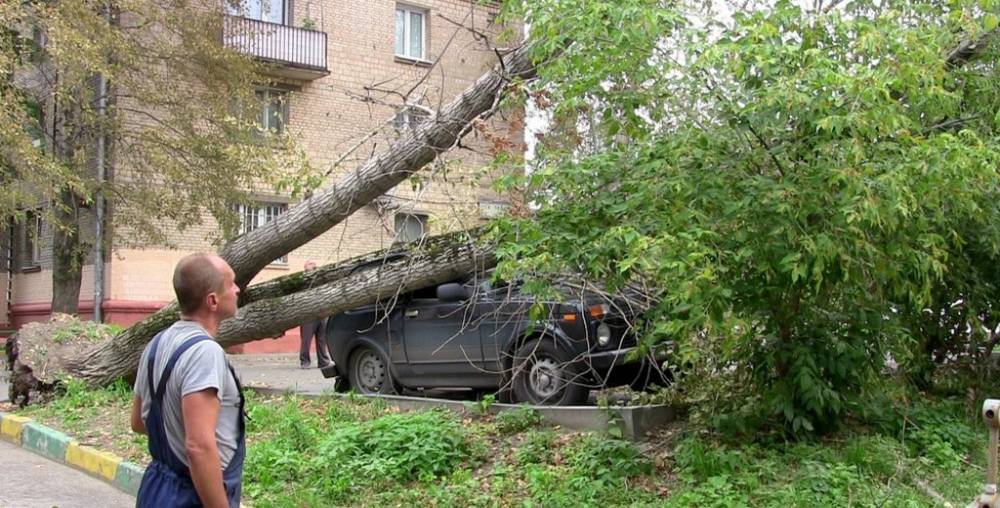 Москвичей призвали не парковать машины под деревьями из-за грозы
