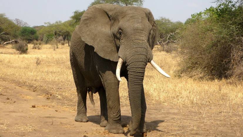 СМИ: В Африке британского военного убил слон