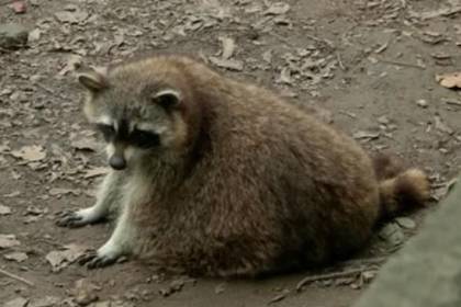 Посетители зоопарка перекормили енотов и довели их до ожирения