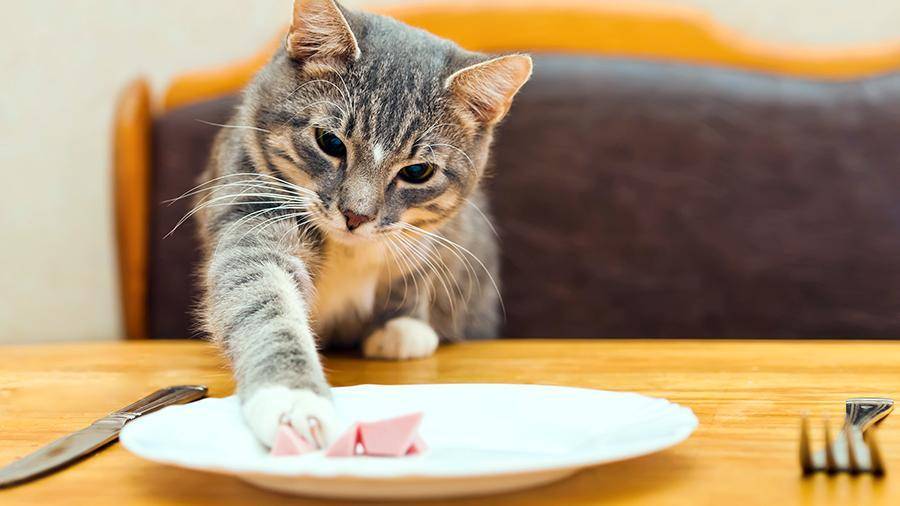 Ученые рассказали об опасности домашней еды для кошек