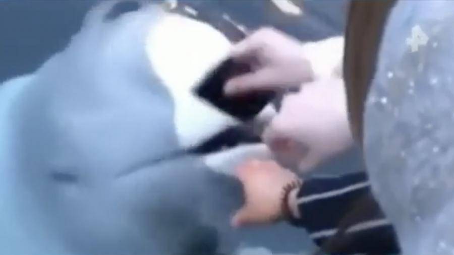 В Норвегии белуха-«шпион» вернула девушке упавший в воду iPhone