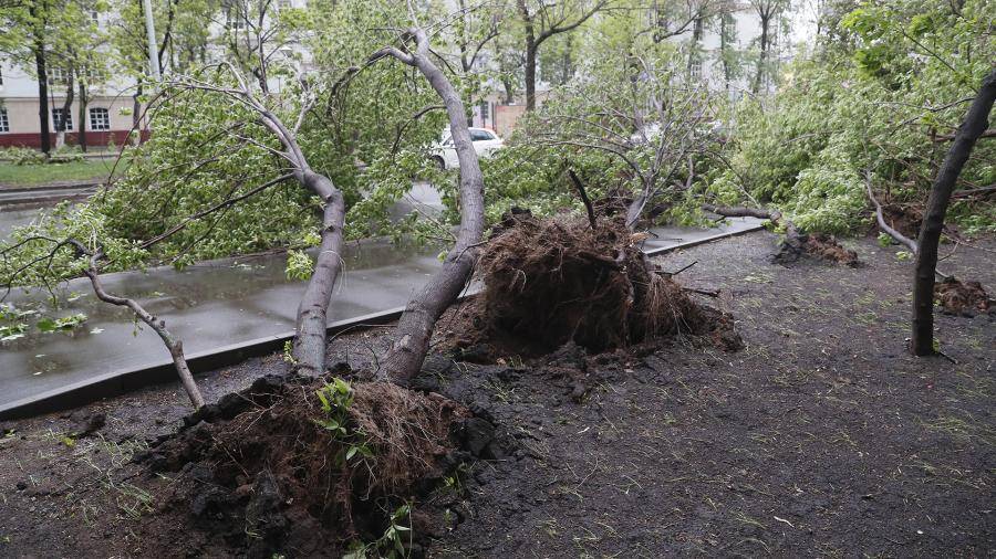 Восемь человек пострадали в Москве из-за падения деревьев