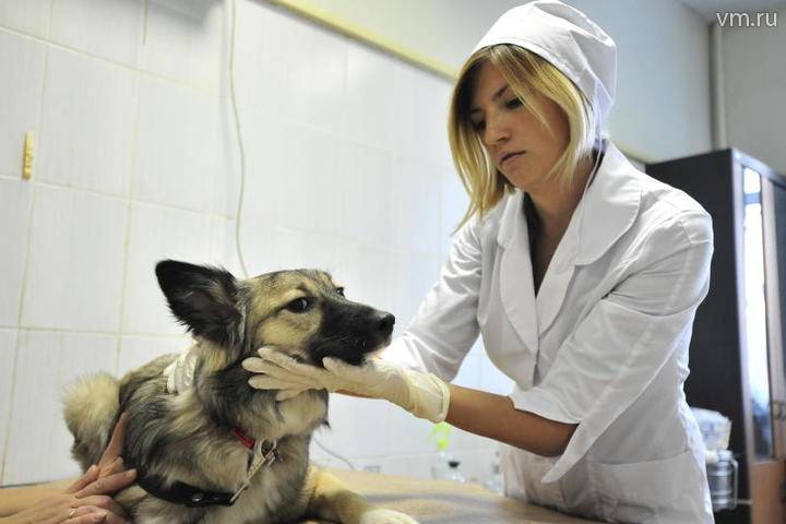 Названы самые распространенные болезни домашних животных в Москве