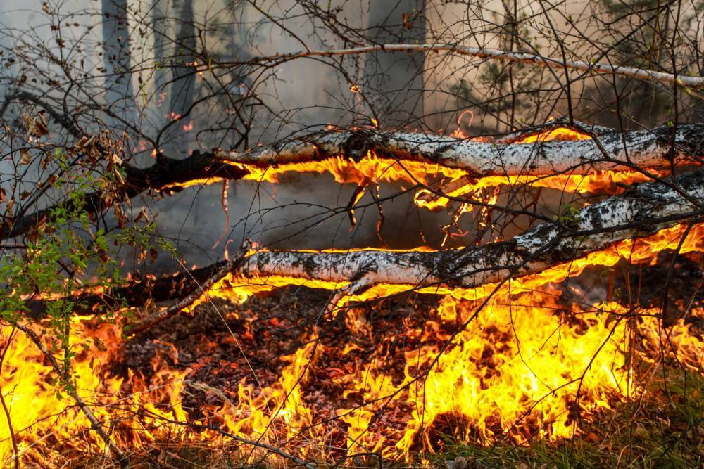На территории РФ зарегистрировали около 30 крупных лесных пожаров