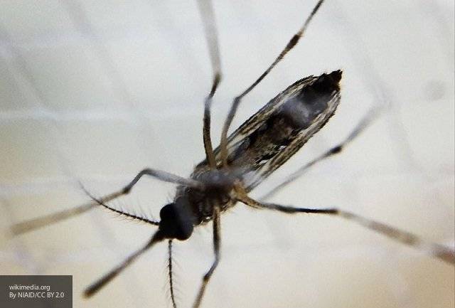 Ученые создали грибок для борьбы с малярийными москитами