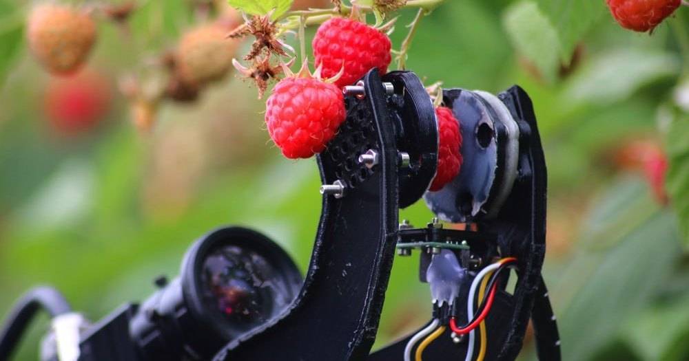 Робот — сборщик малины прошел первые полевые тесты
