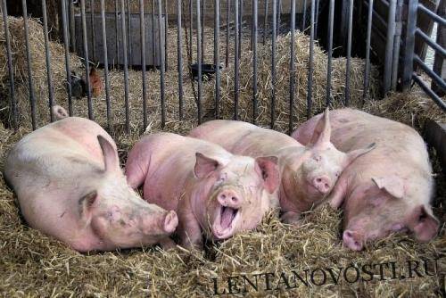 В России снижение количества очагов АЧС среди домашних свиней на 60-70%