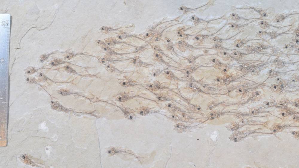 Уникальная находка: обнаружены окаменелости 259 рыбок, которым около 50 млн лет - фото