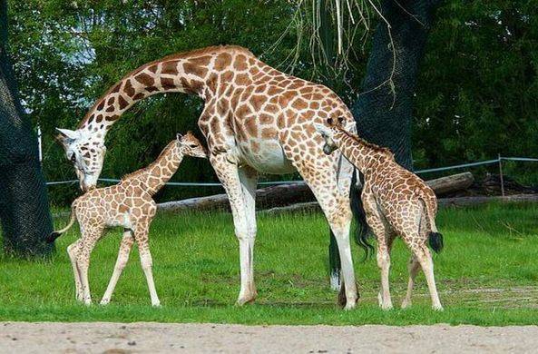 В зоопарке Великобритании родились редкие жирафы / Моя Планета