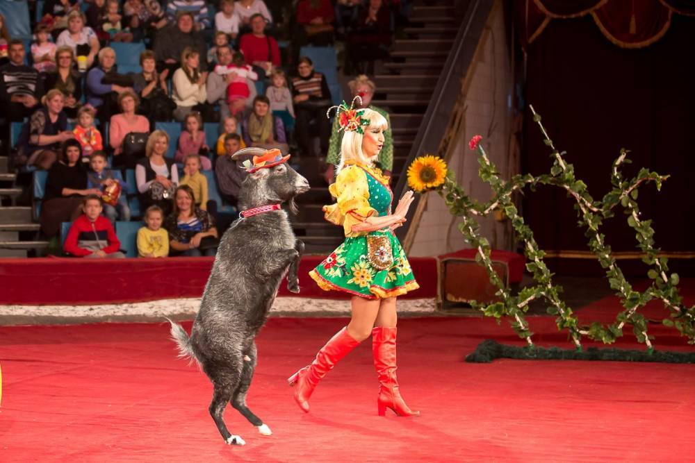 Представители цирка считают, что должны участвовать в лицензировании работы с животными
