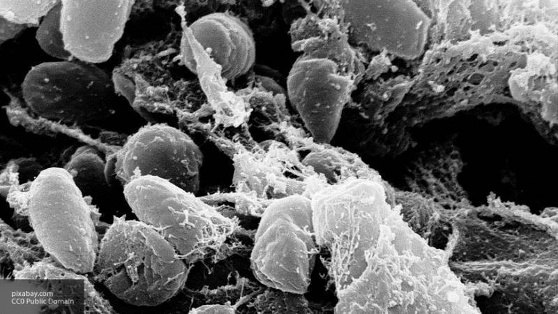 Ученые обнаружили следы еще одной эпидемии чумы в Европе