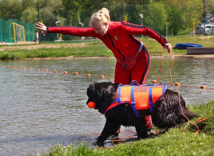 В столице прошел мастер-класс по спасению людей с участием собак-водолазов
