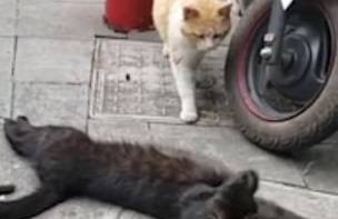 Видео: кошка застала своего кота с любовницей и отогнала ее