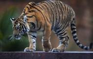 Во Вьетнаме тигр оторвал обе руки работнику зоопарка
