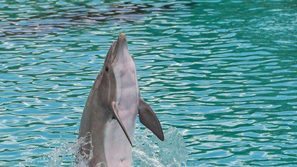 На спасение дельфинов в Черном море выделили 2,5 миллиона рублей