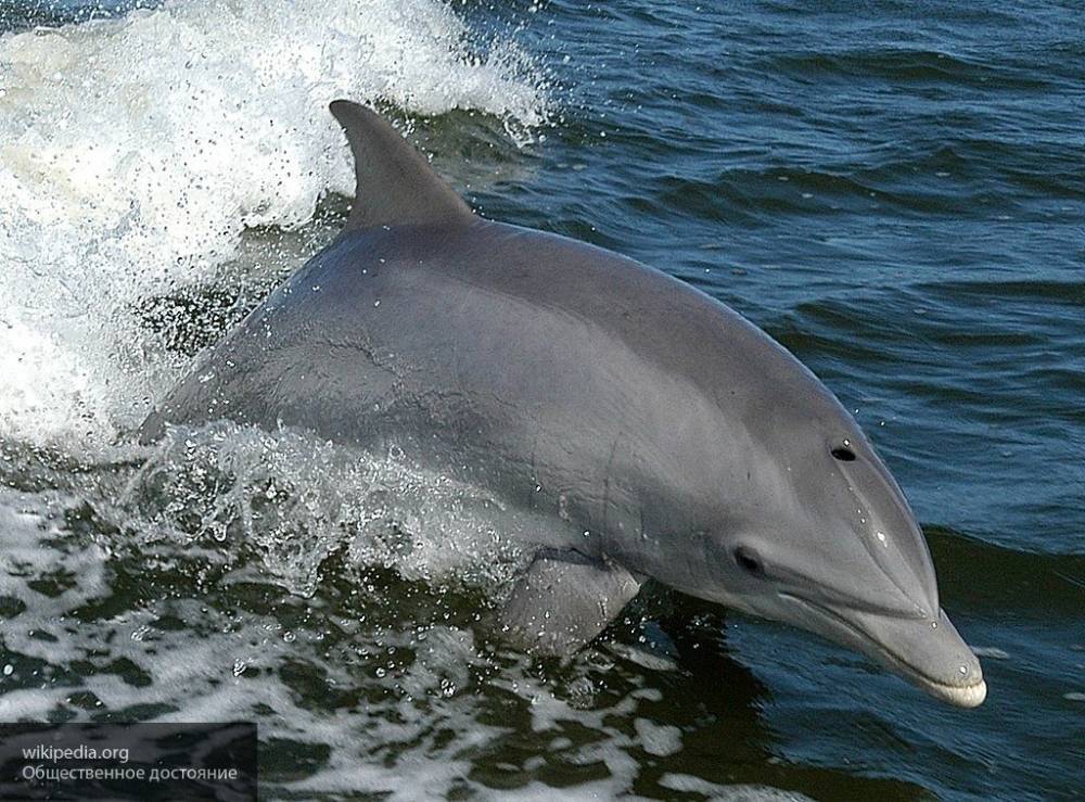 На спасение дельфинов в Черном море выделили 2,5 миллиона рублей