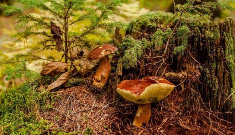 Клещи ждут грибников: как правильно ходить в лес