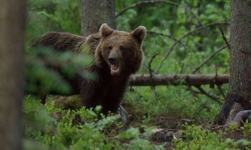 В Карелии женщина встретила медведей рядом с домами