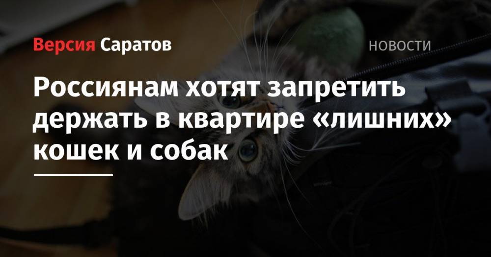 Россиянам хотят запретить держать в квартире «лишних» кошек и собак