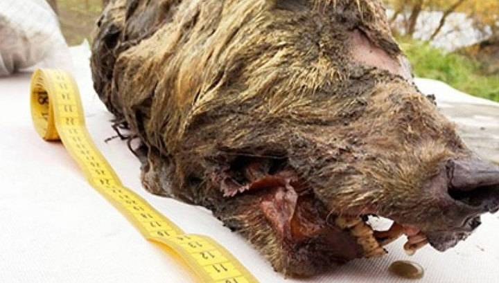 В Якутии найдена голова волка, которой около 40 тысяч лет