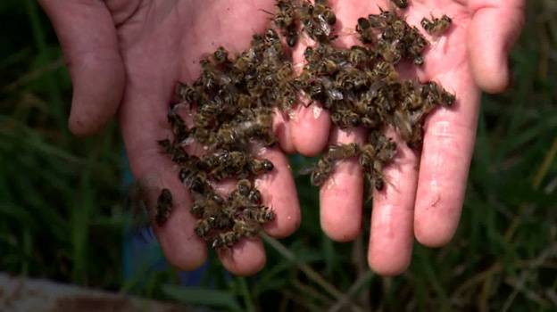 Выживут только в заповедниках. Воронежские учёные оценили последствия массовой гибели пчёл
