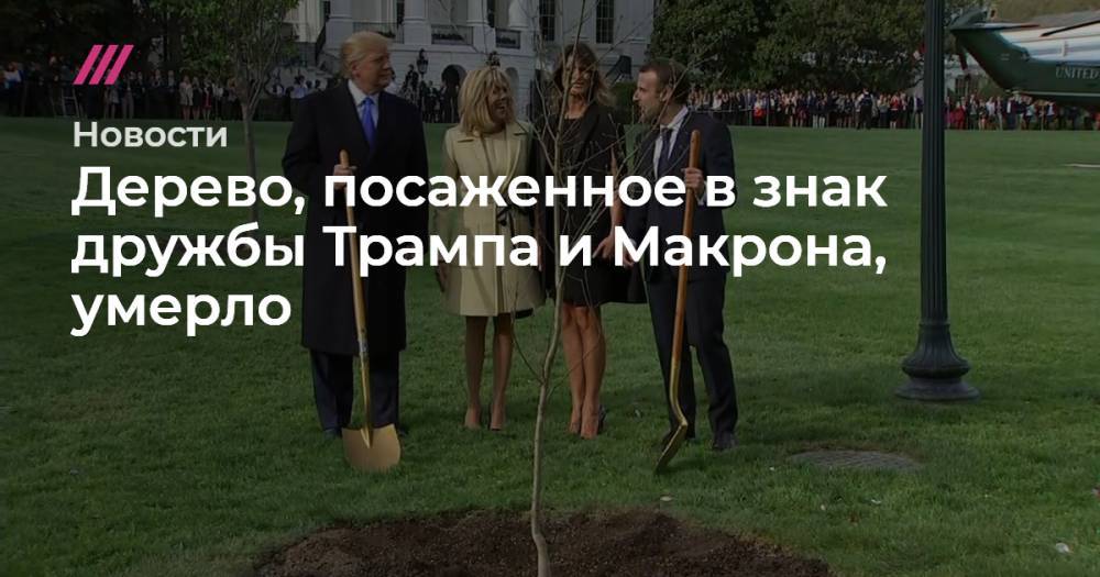 Дерево, посаженное в знак дружбы Трампа и Макрона, умерло