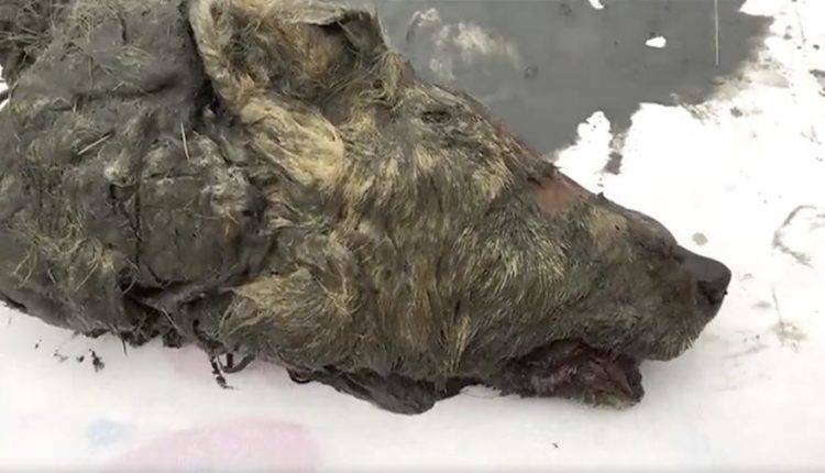 Голову древнейшего волка с неповрежденным мозгом обнаружили в Якутии