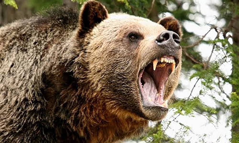 Россиянин откусил язык напавшему на него медведю