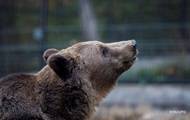 В Сибири мужчина откусил медведю язык