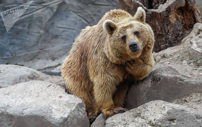 В Туве мужчина откусил язык медведю, который на него напал