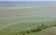 В Одессе море позеленело из-за водорослей