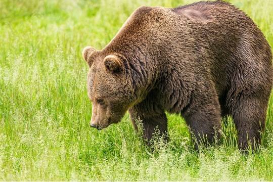 Житель Тувы откусил язык вышедшему из леса медведю