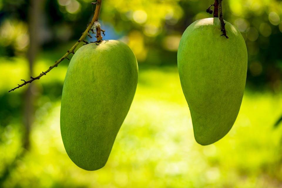 Филиппины «затоварились» плодами манго