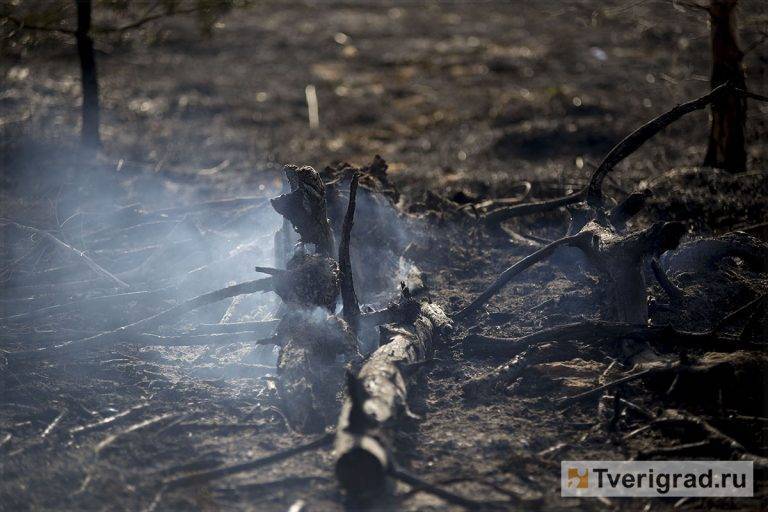 За неделю в Тверской области зарегистрировано три лесных пожара